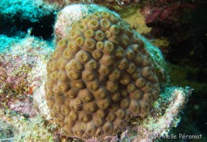 Malendure - îlet Pigeon